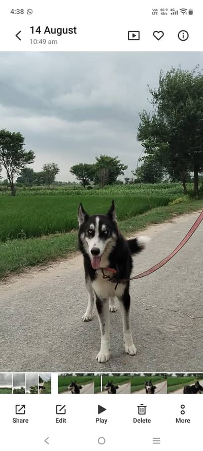 dog sale Karna ha