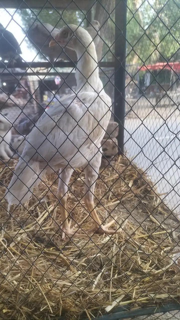 Sadiq abd — photo 2