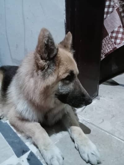 Top Quality German Shepherd Dog Available for Sale!