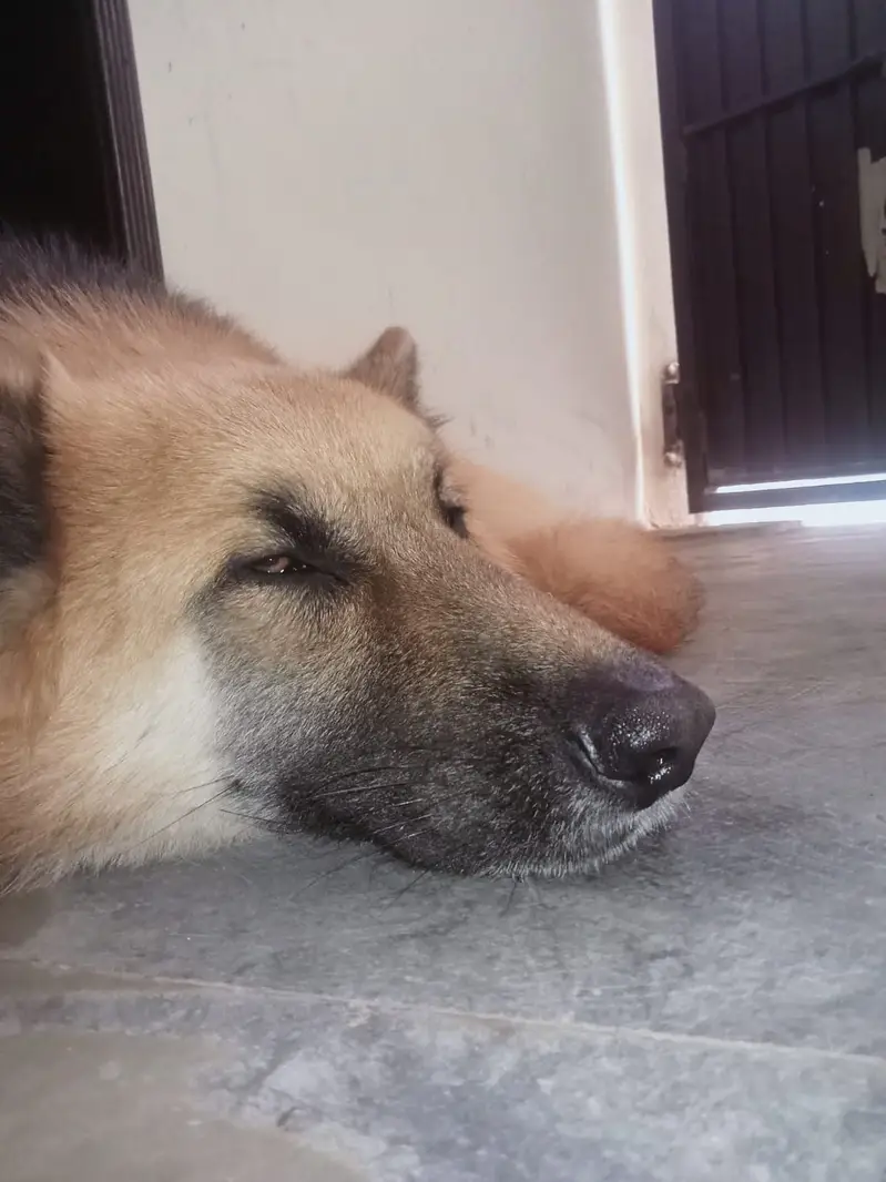 Top Quality German Shepherd Dog Available for Sale! — photo 2