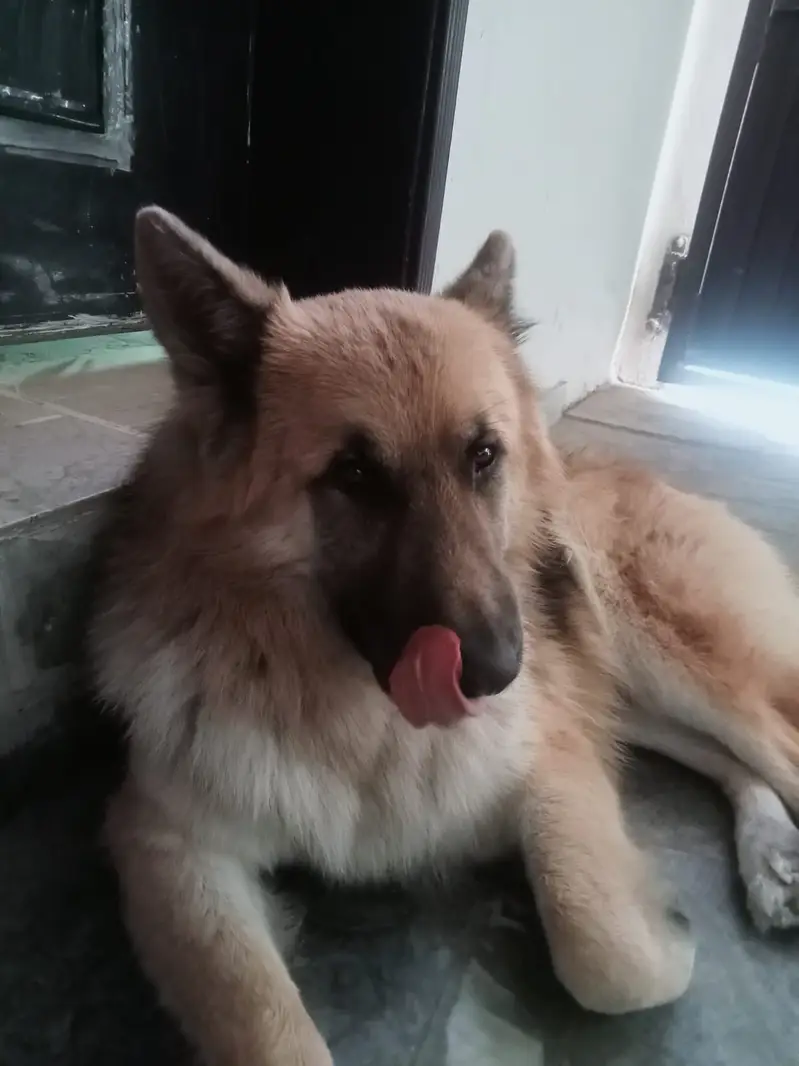 Top Quality German Shepherd Dog Available for Sale! — photo 3