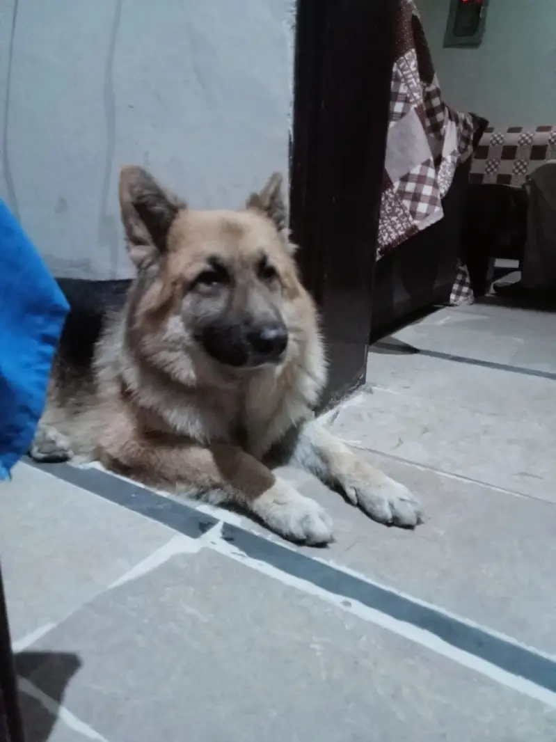Top Quality German Shepherd Dog Available for Sale! — photo 4
