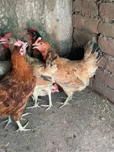 ando wali murghiya or pathiya ha avaliable ha for sale