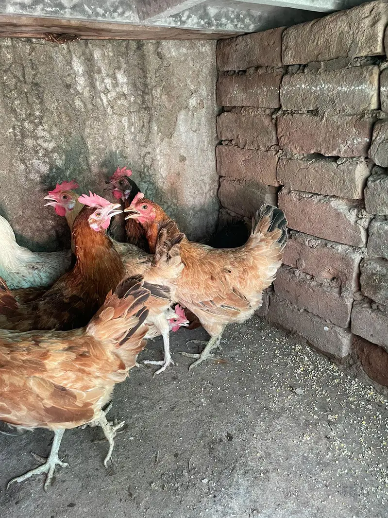 ando wali murghiya or pathiya ha avaliable ha for sale — photo 2