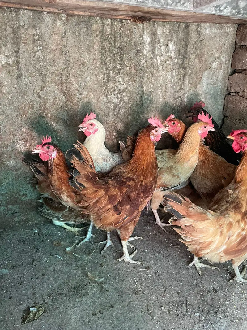 ando wali murghiya or pathiya ha avaliable ha for sale — photo 3
