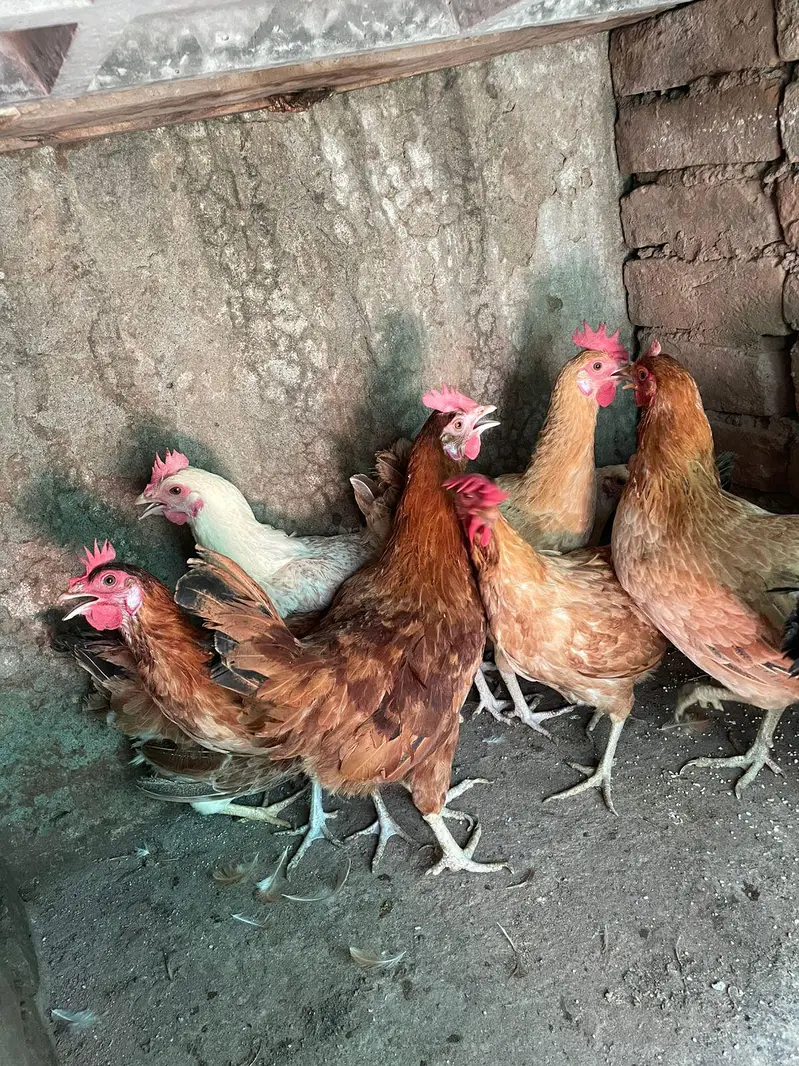 ando wali murghiya or pathiya ha avaliable ha for sale — photo 4