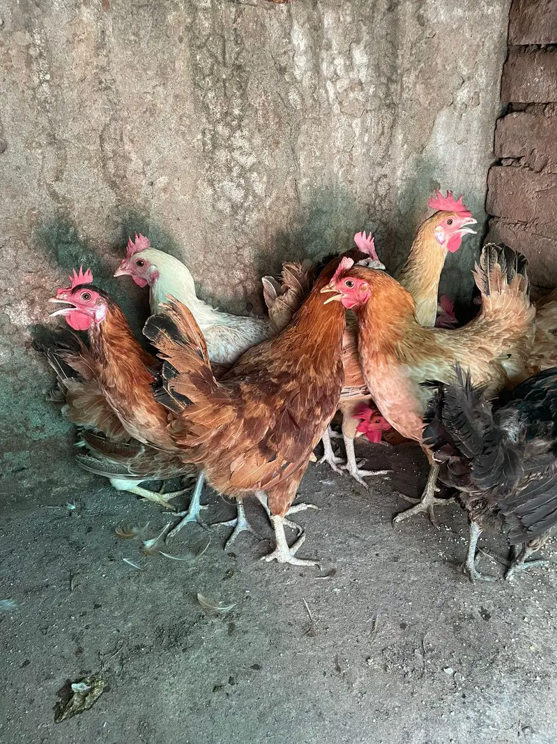 ando wali murghiya or pathiya ha avaliable ha for sale — photo 6