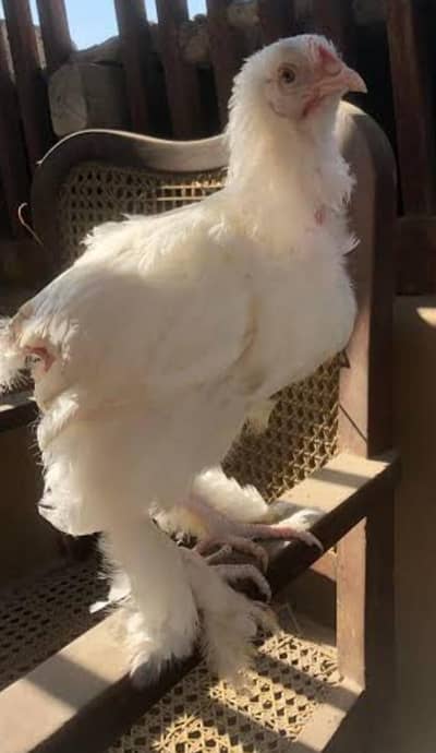 Breeder Female available Healthy and active Heavy buff pair