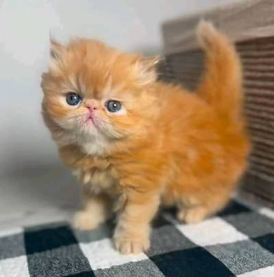 Cats | Persian | kittens |  Blue Eyes | O348O163O63 щatsap:⁠^⁠):⁠-⁠D