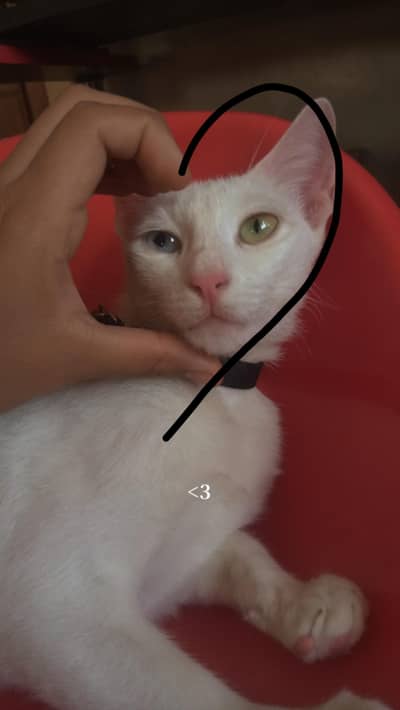 cat for adoption with oded eyes looking for a new family