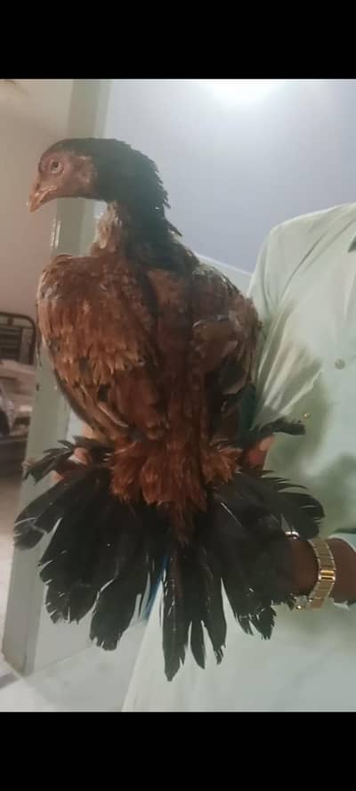 Kali madi mian2qli aur jawa madi hai joo bhai interested hai rabta