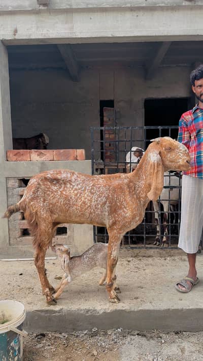 Bakri / Makhi cheeni / Doodh wali bakri / Goat/ Kid