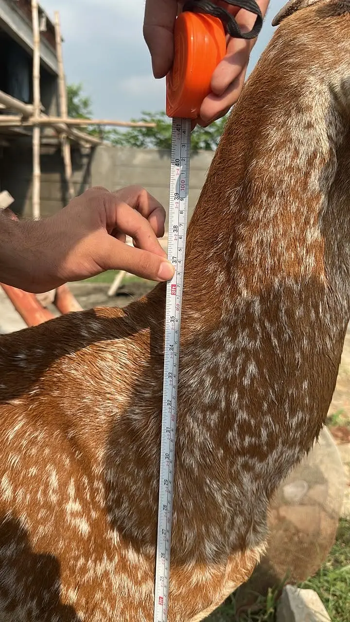 Bakri / Makhi cheeni / Doodh wali bakri / Goat/ Kid — photo 3