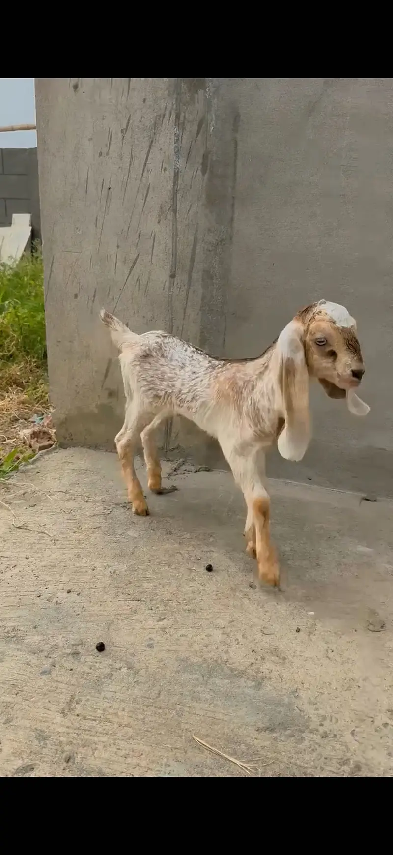 Bakri / Makhi cheeni / Doodh wali bakri / Goat/ Kid — photo 4