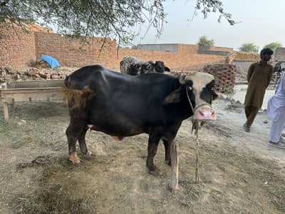 Ravi Neeli Buffalow For Sale Pehlen Gabhan