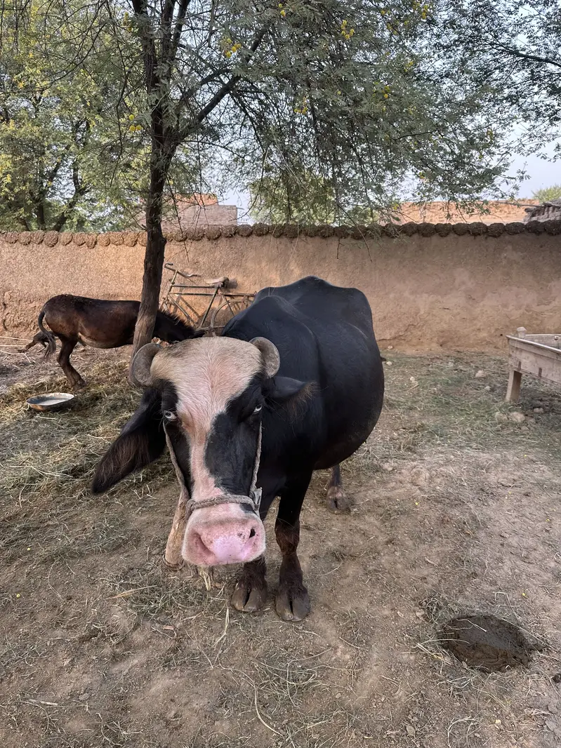 Ravi Neeli Buffalow For Sale Pehlen Gabhan — photo 2