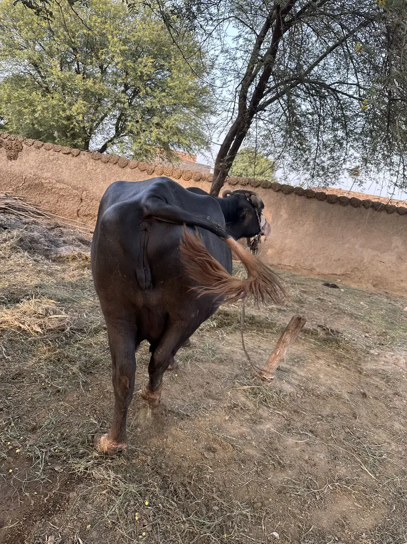 Ravi Neeli Buffalow For Sale Pehlen Gabhan — photo 5