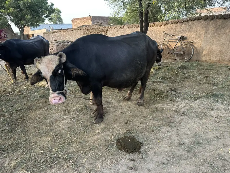 Ravi Neeli Buffalow For Sale Pehlen Gabhan — photo 7