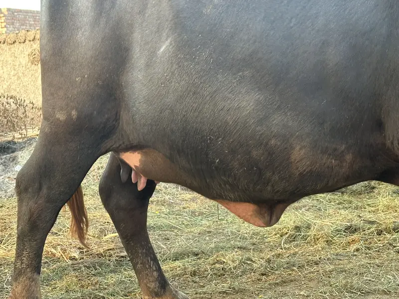 Ravi Neeli Buffalow For Sale Pehlen Gabhan — photo 8