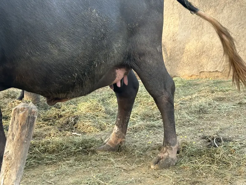 Ravi Neeli Buffalow For Sale Pehlen Gabhan — photo 9