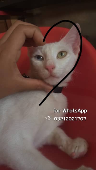 cat for adoption with oded eyes looking for a new family