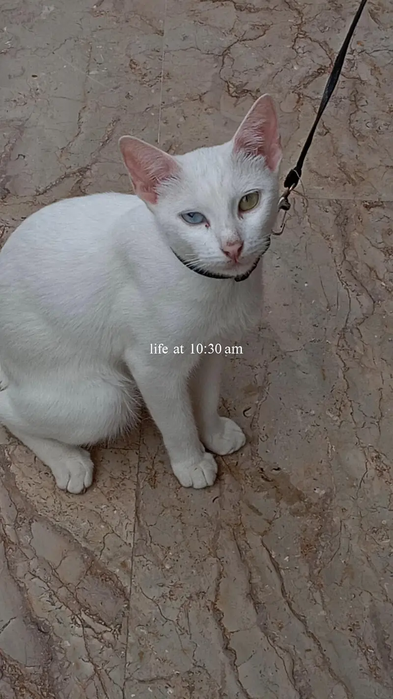 cat for adoption with oded eyes looking for a new family — photo 2
