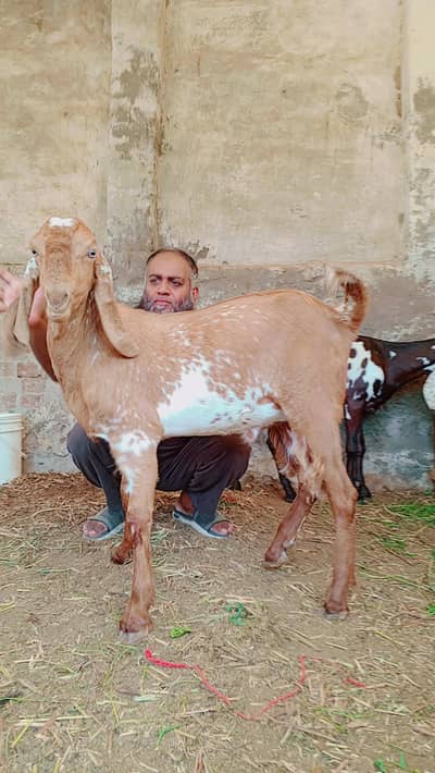 Makhi cheena Bakra | Qurbani 2027 | Aqeeqa | Goat | 2 Dant
