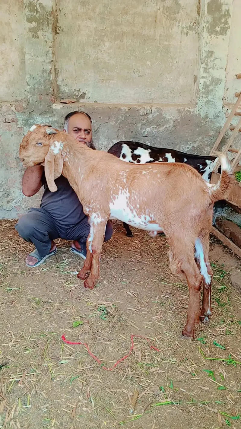 Makhi cheena Bakra | Qurbani 2027 | Aqeeqa | Goat | 2 Dant — photo 2