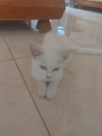 cat for sale