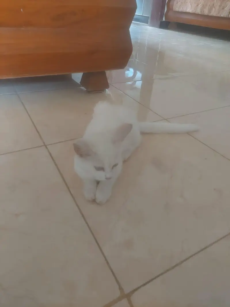 cat for sale — photo 2