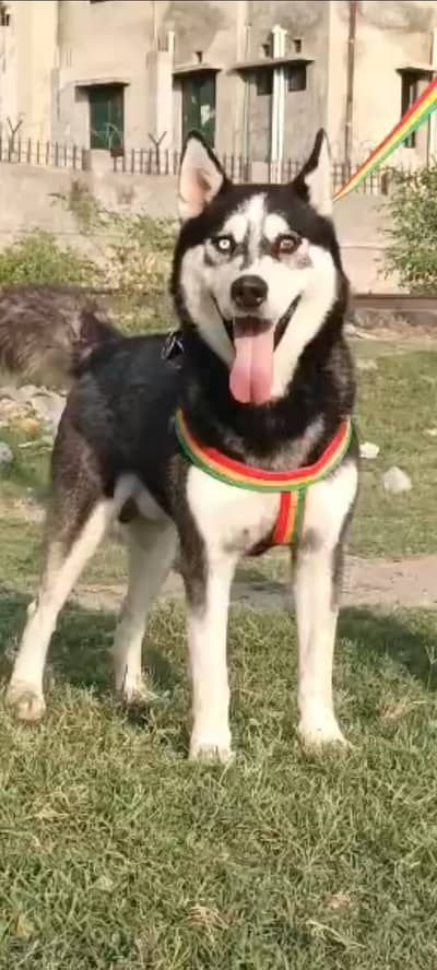 Siberian Husky |  Woolly Coat | Husky  for sale |