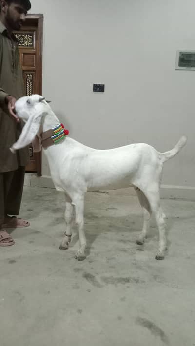 2 Goat for Sale 03125809855