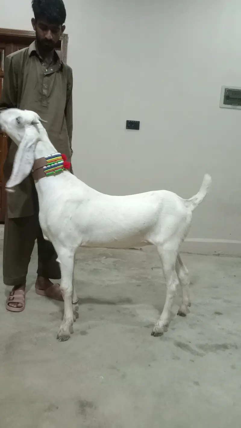 2 Goat for Sale 03125809855 — photo 2