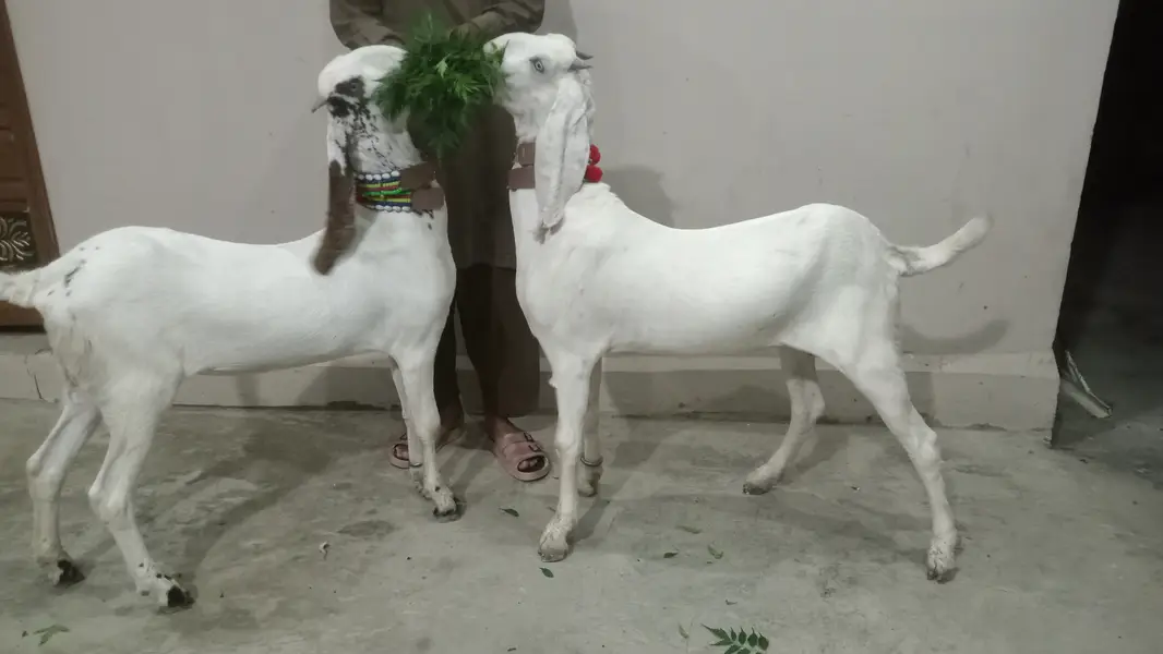 2 Goat for Sale 03125809855 — photo 3
