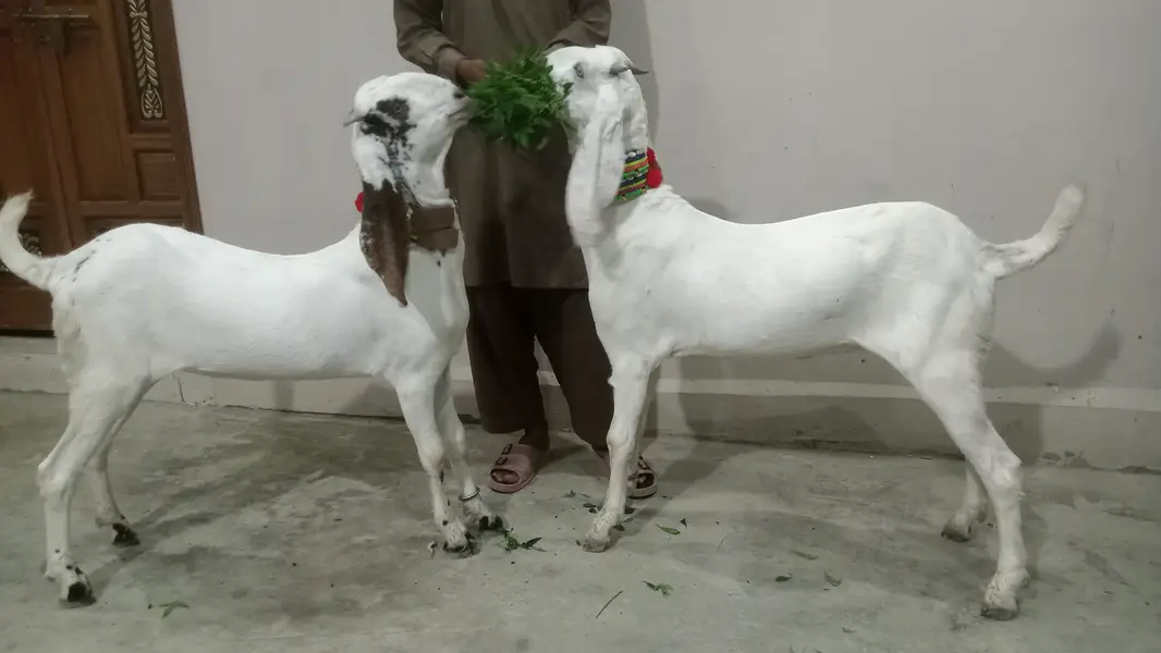 2 Goat for Sale 03125809855 — photo 4