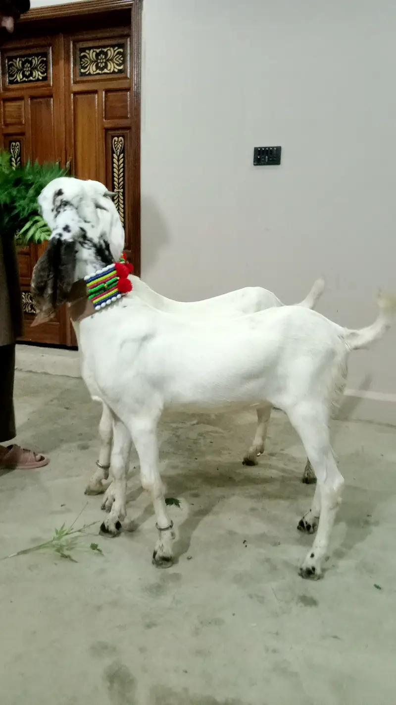 2 Goat for Sale 03125809855 — photo 5