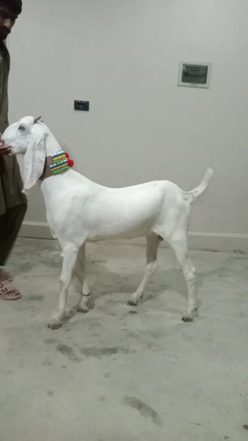 2 Goat for Sale 03125809855 — photo 6