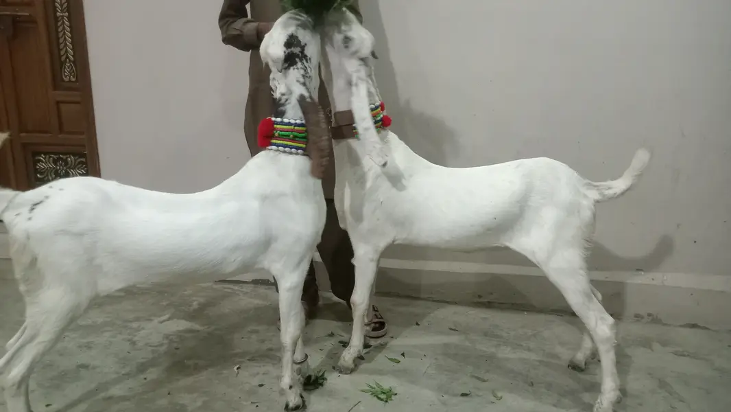 2 Goat for Sale 03125809855 — photo 7