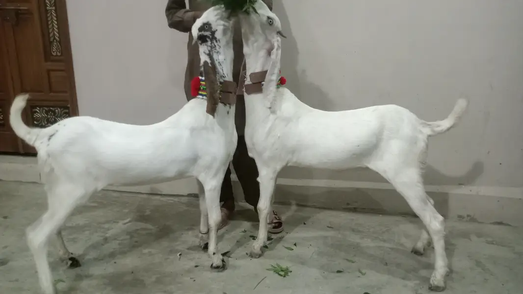 2 Goat for Sale 03125809855 — photo 8