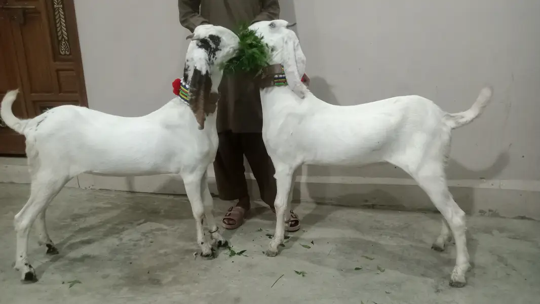 2 Goat for Sale 03125809855 — photo 9