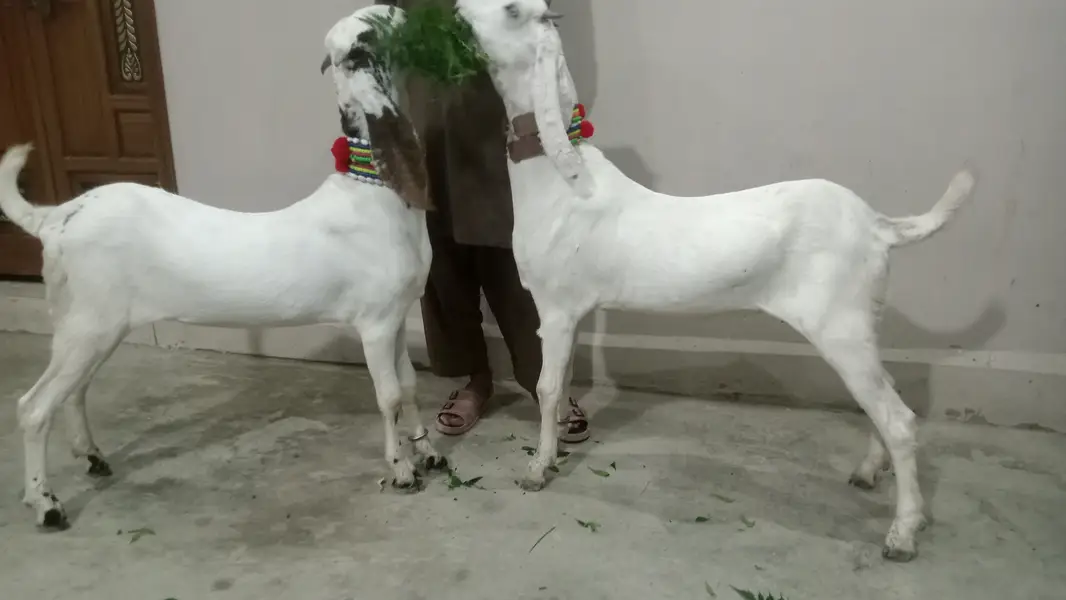 2 Goat for Sale 03125809855 — photo 10