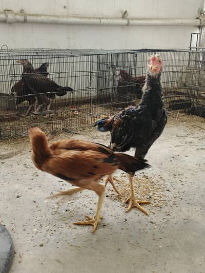 Aseel pair available for sale