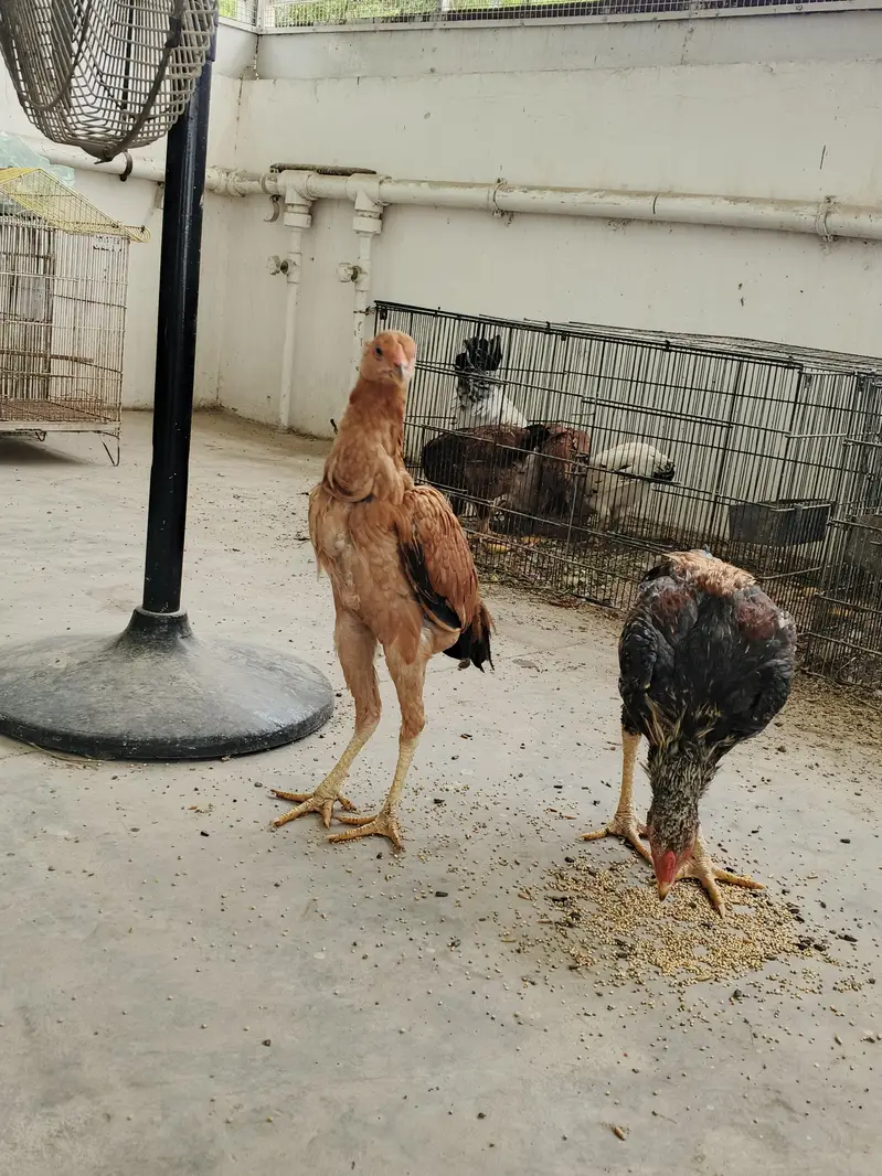 Aseel pair available for sale — photo 2