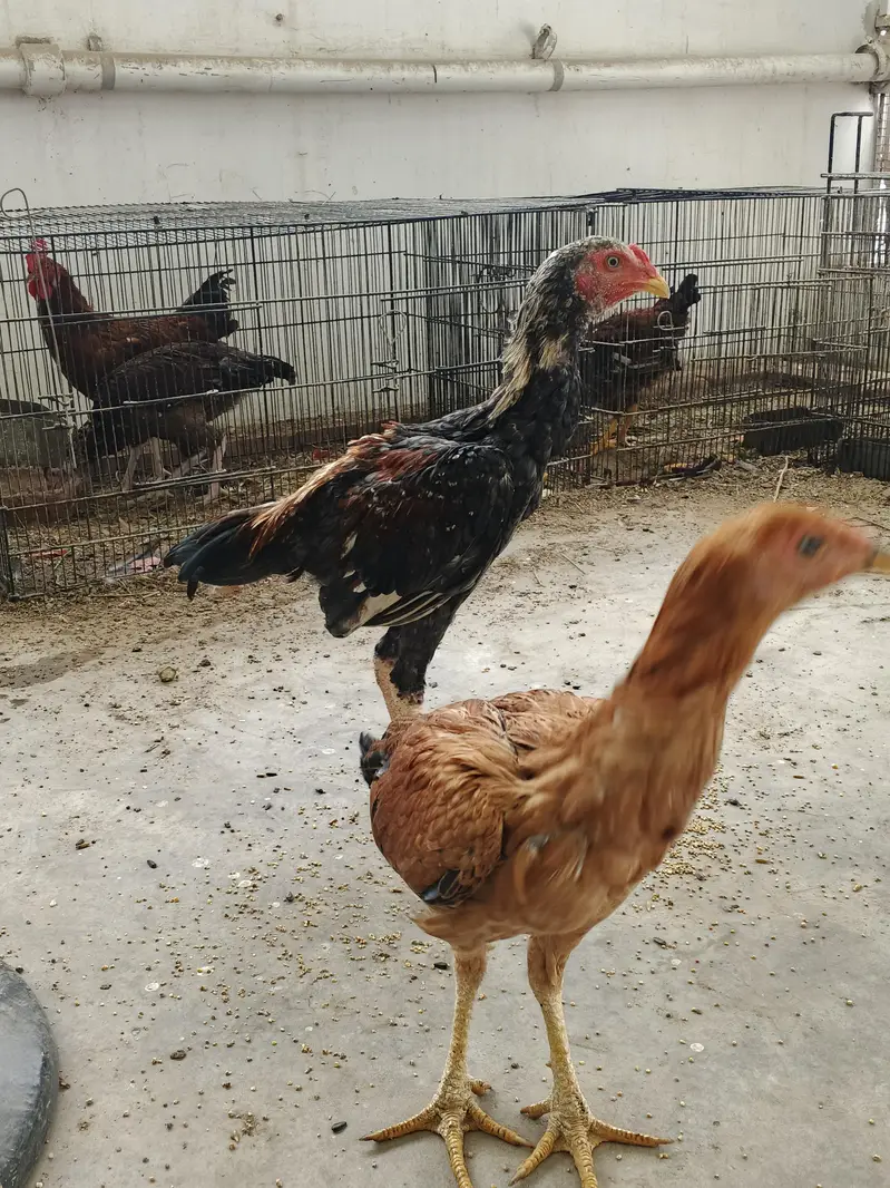 Aseel pair available for sale — photo 3