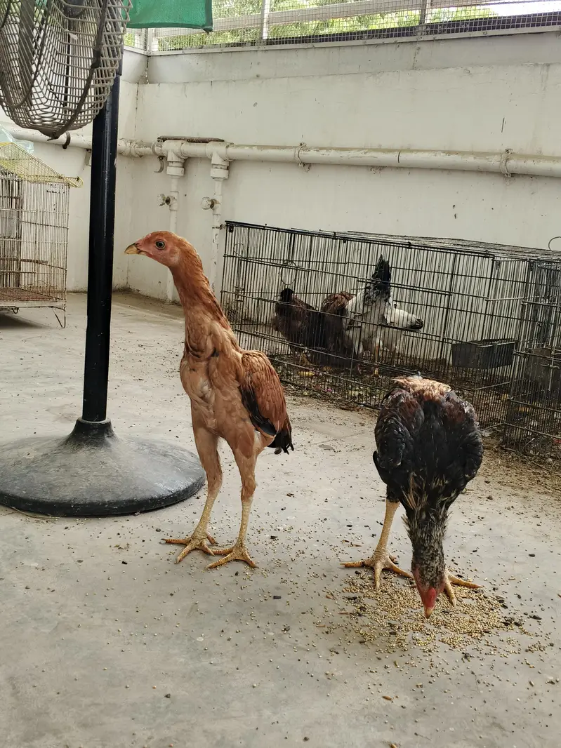 Aseel pair available for sale — photo 4