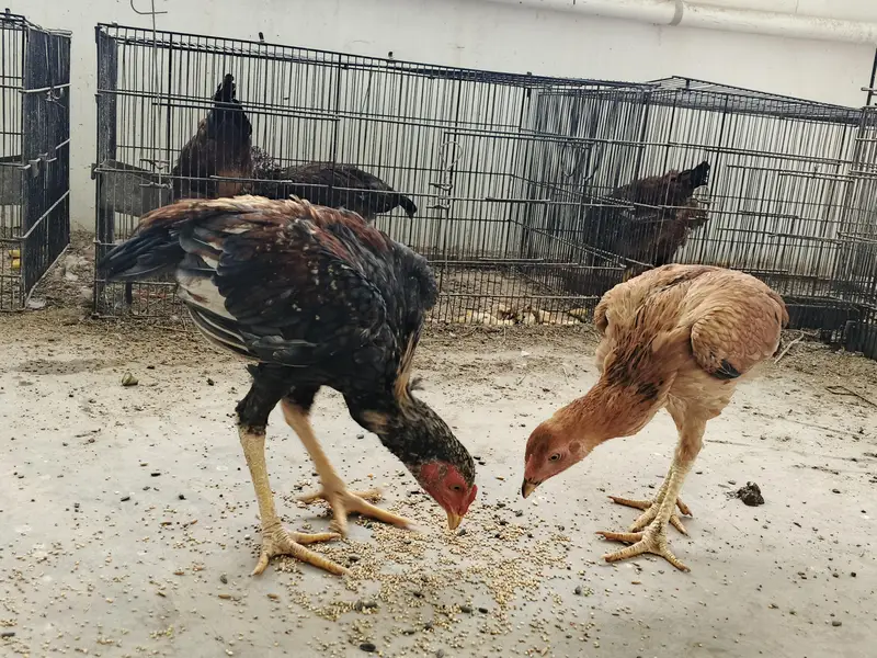 Aseel pair available for sale — photo 6