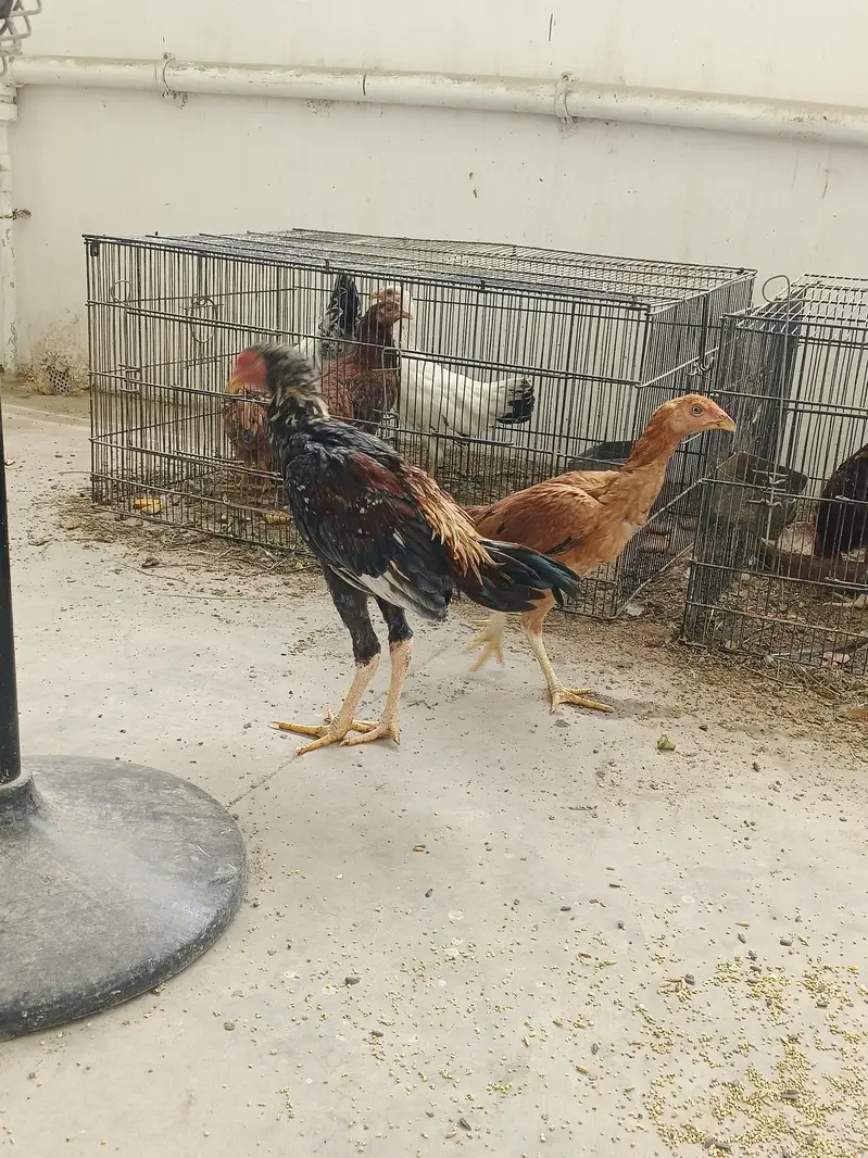 Aseel pair available for sale — photo 7