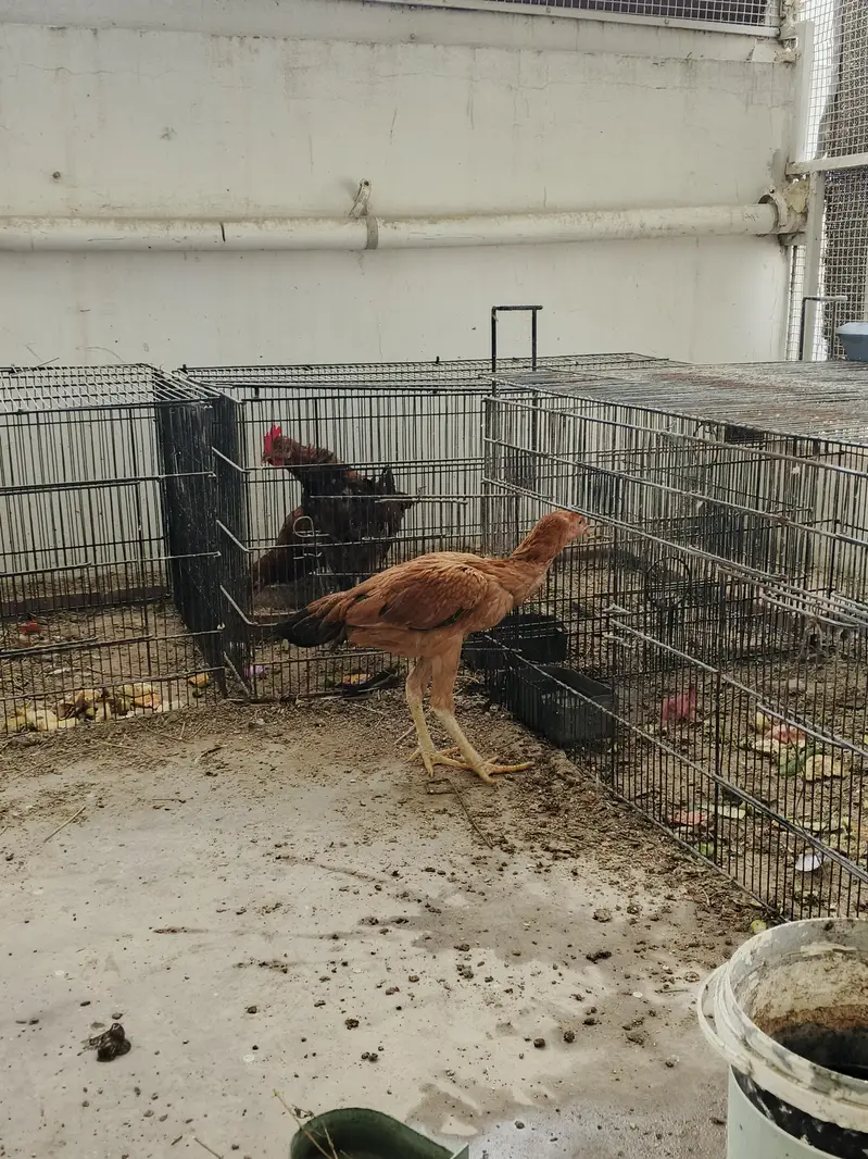 Aseel pair available for sale — photo 8