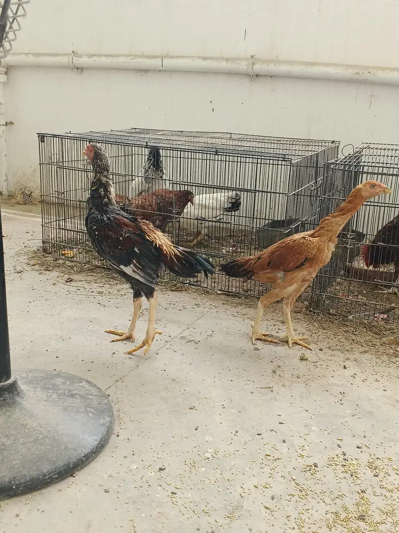 Aseel pair available for sale — photo 10