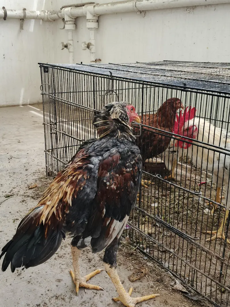 Aseel pair available for sale — photo 11